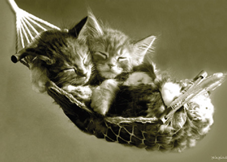 lgpp30342+kittens-asleep-in-a-hammock-sleeping-kittens-poster.jpg