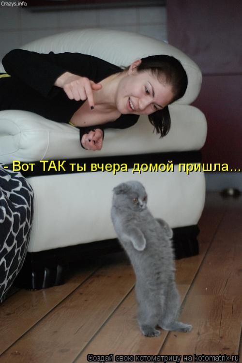 котик.jpg