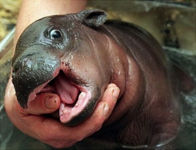 happy-baby-hippo.jpg