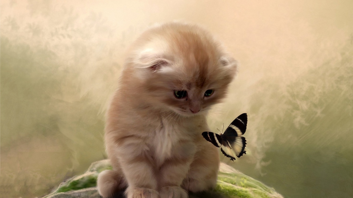 kitty-butterfly-1366x768.jpg