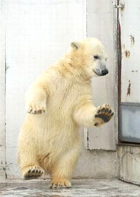 Copy_of_Funny-Mill-Funny-Polar-Bear-Collection-pic-2.jpg
