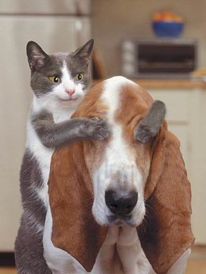 Cat_with_dog_blindfolded.jpg