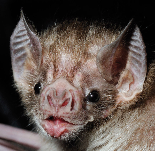 vampire_bat_fig1_946.jpg