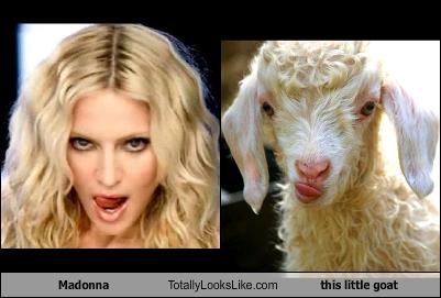 madonna-totally-looks-like-this-little-goat.jpg