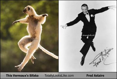 this-verreauxs-sifaka-totally-looks-like-fred-astaire.jpg