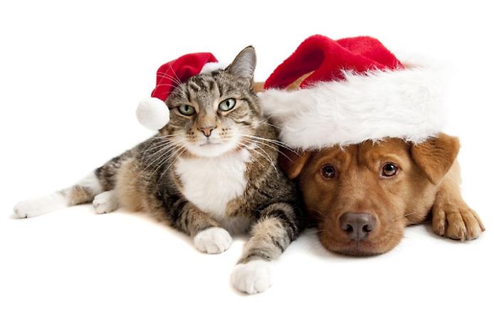 GiveYourPetsaGoodChristmas.jpg