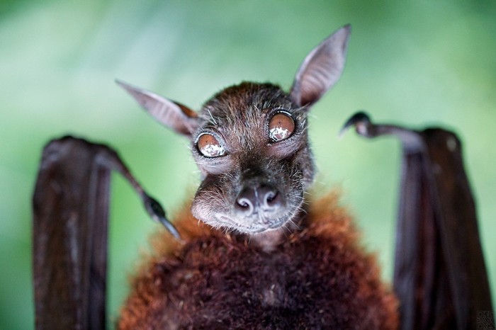 bat-portrait-1-thumb-700x466-7371.jpg