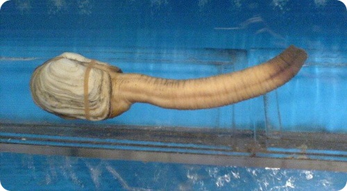 geoduck9.jpg