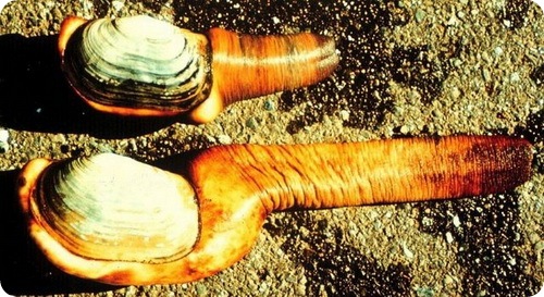 geoduck11.jpg