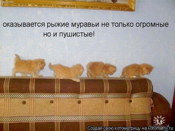 котятки.jpg