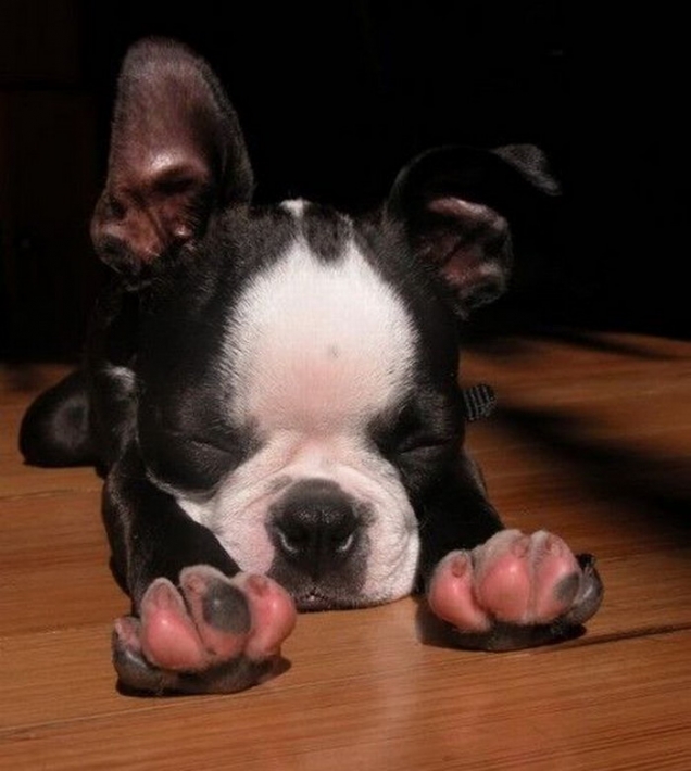 boston-terrier-puppy-is-stretching.jpg