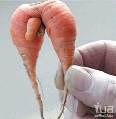 морковкаООО.jpg