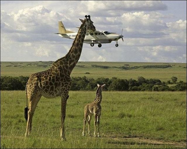 оч.высокий жираф.jpg