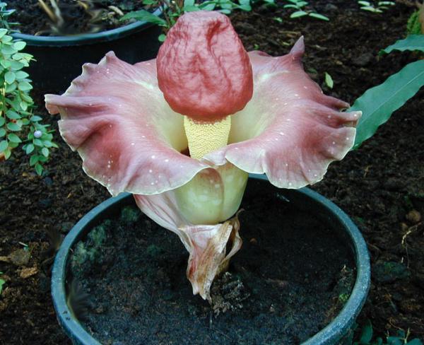 amorphophallus.jpg