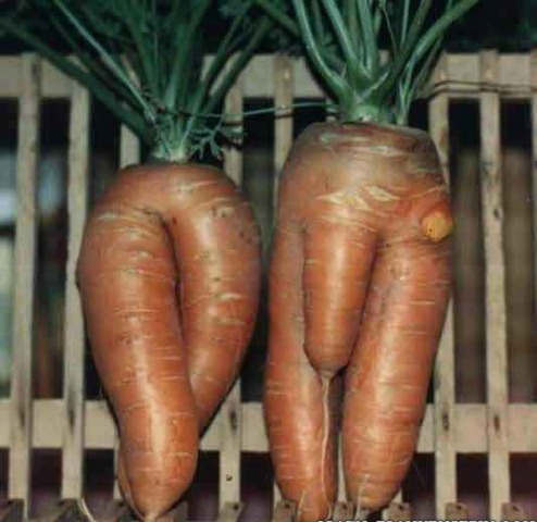 funny-shaped-vegetables_thumb2_thumb.jpg