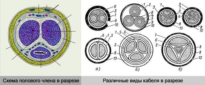 виды кабеля в разрезе.jpg